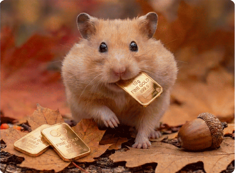 Hamster stopft sich Goldbarren in die Backen