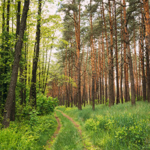 Ein Pfad der durch den Wald führt