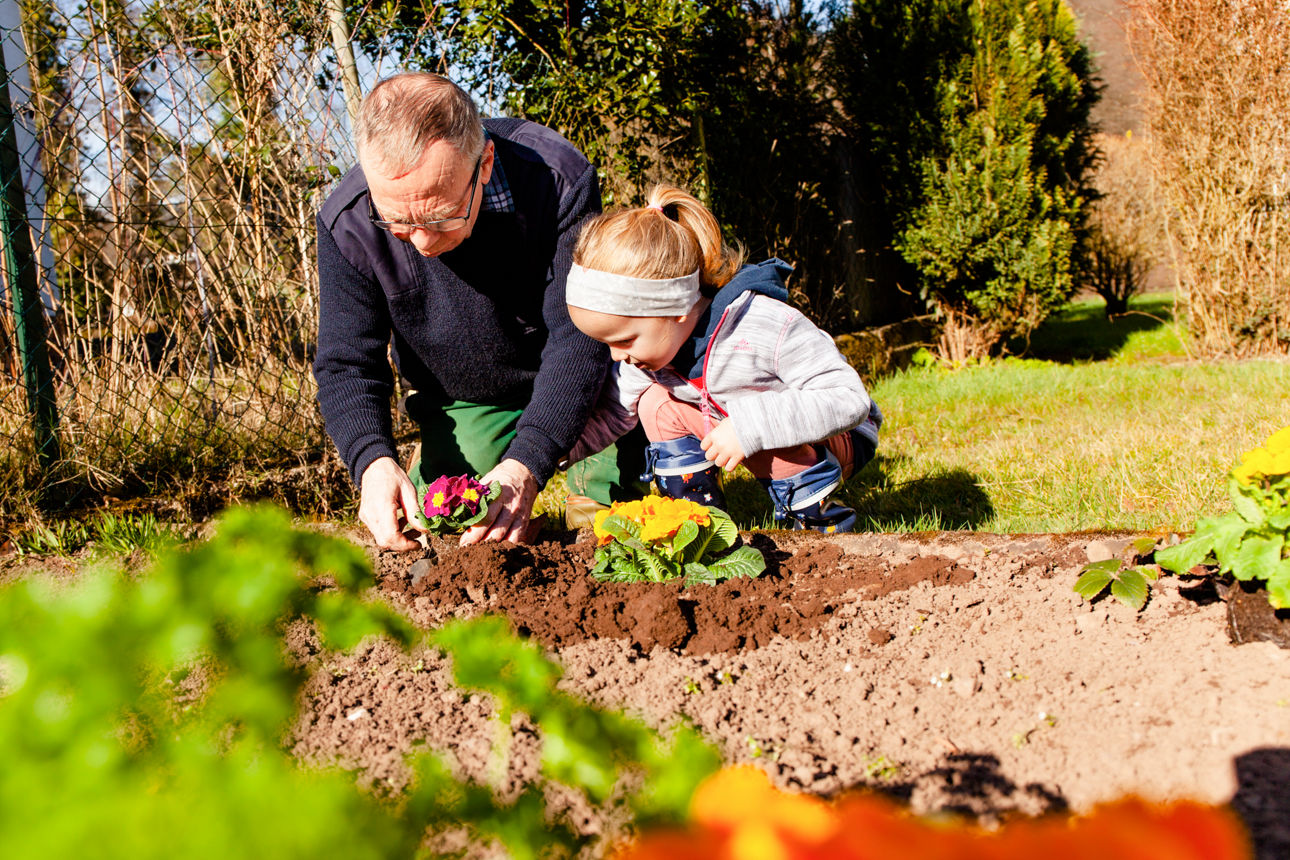 Älterer Mann und Kind pflanzen gemeinsam Blumen im Frühlingsgarten