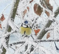 Eine Blaumeise auf einem schneebedeckten Ast