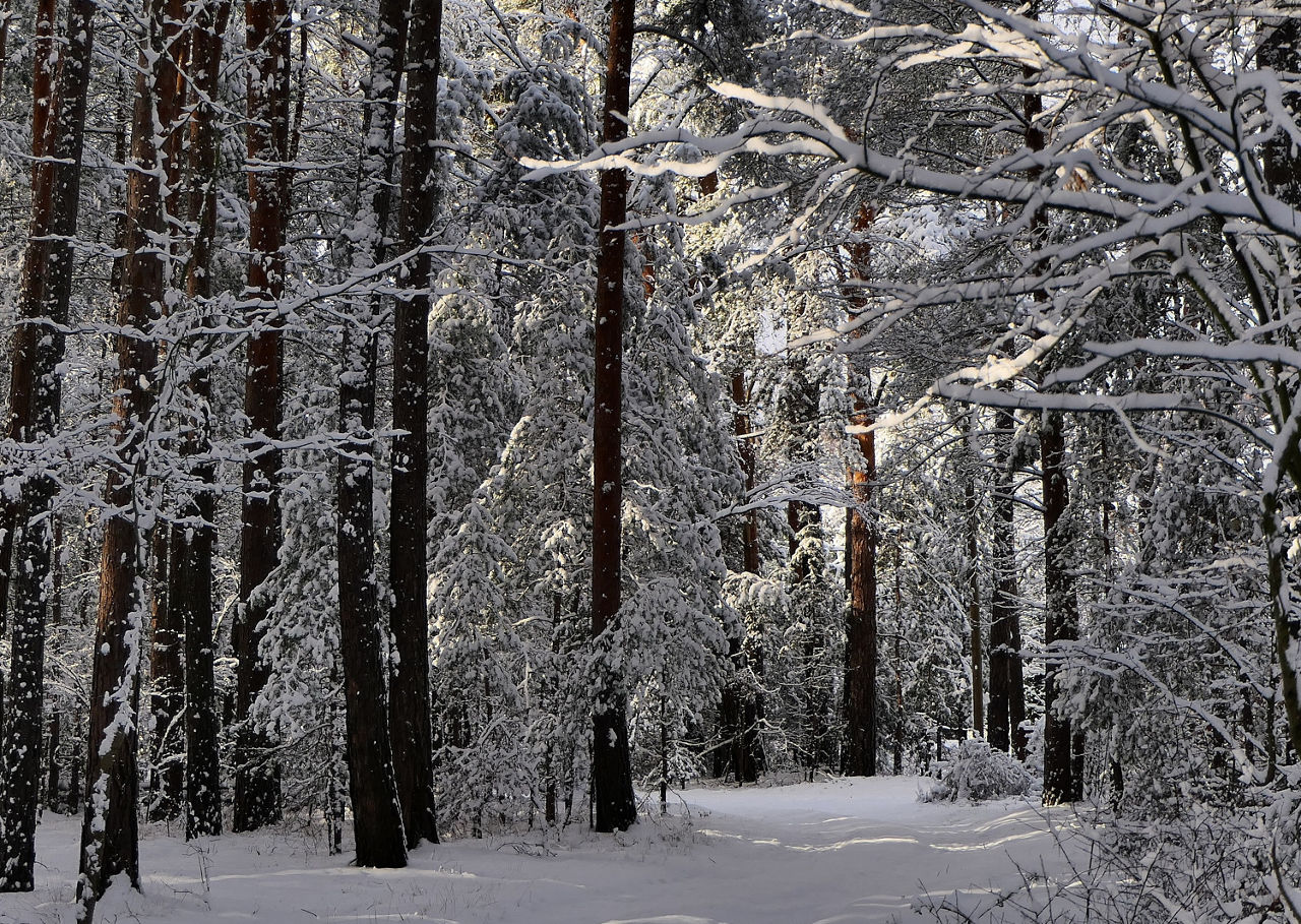 Winterweg durch Wald in Borkwalde