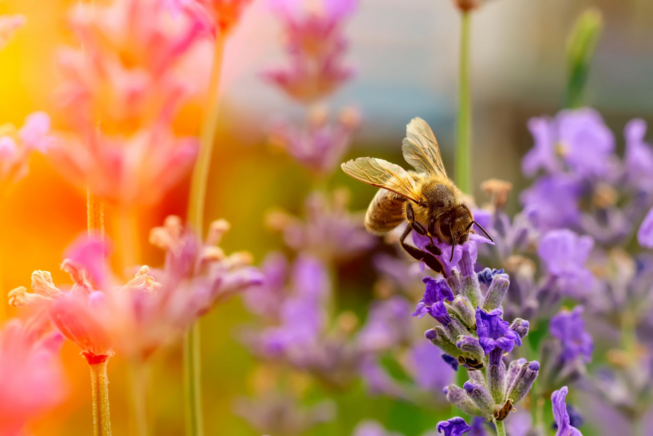 Lavendelblüten als Nahaufnahme und eine Biene bestäubt eine Lavendelblüte.