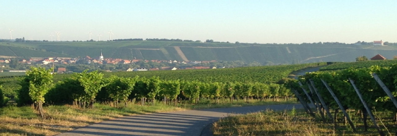 Panorama Blick Weinberg