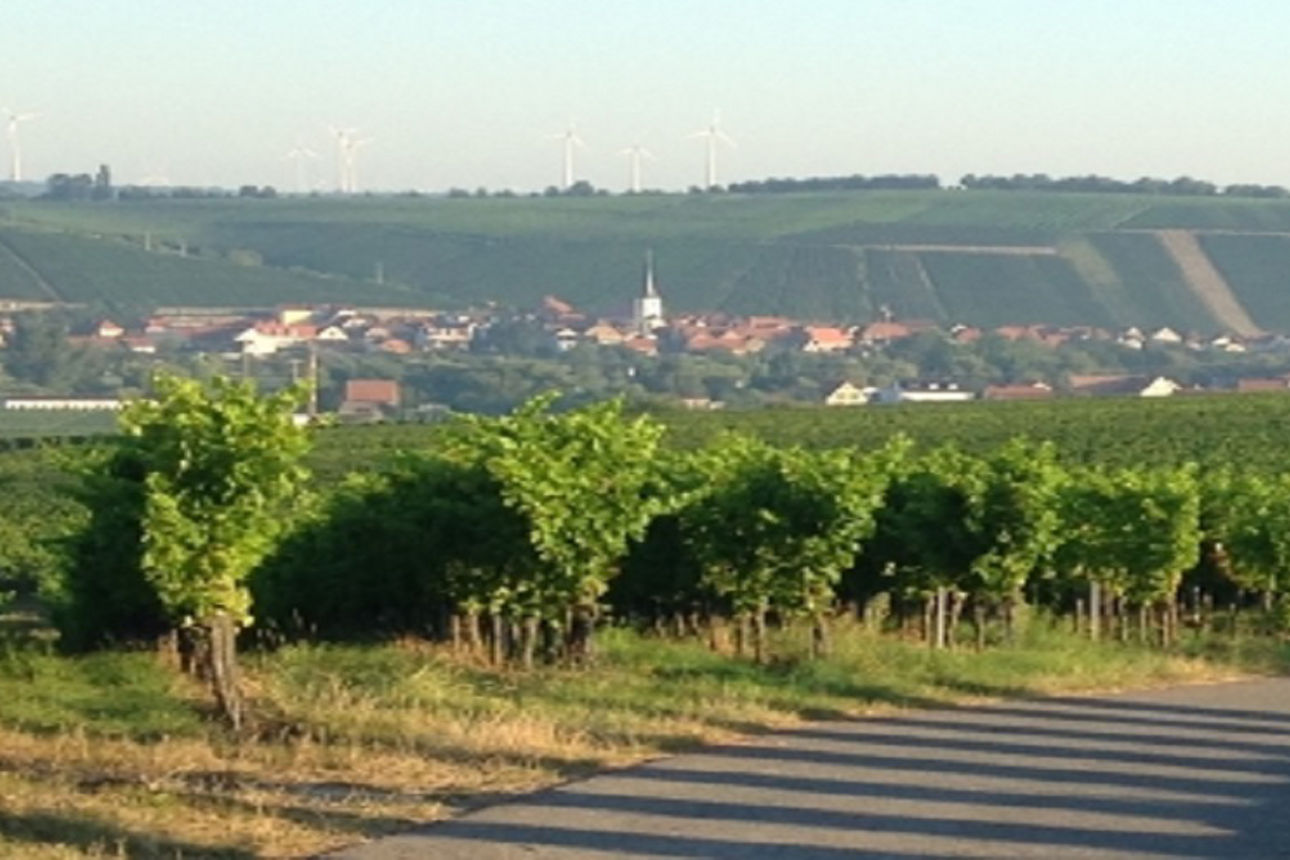 Panorama Blick Weinberg