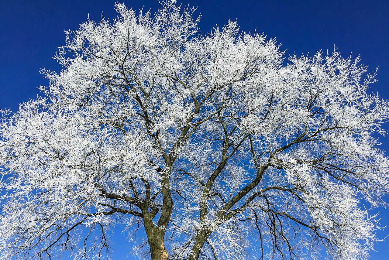 Baum mit Tau auf den Ästen