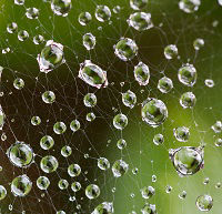 Wassertropfen glitzern auf einem zarten Spinnennetz