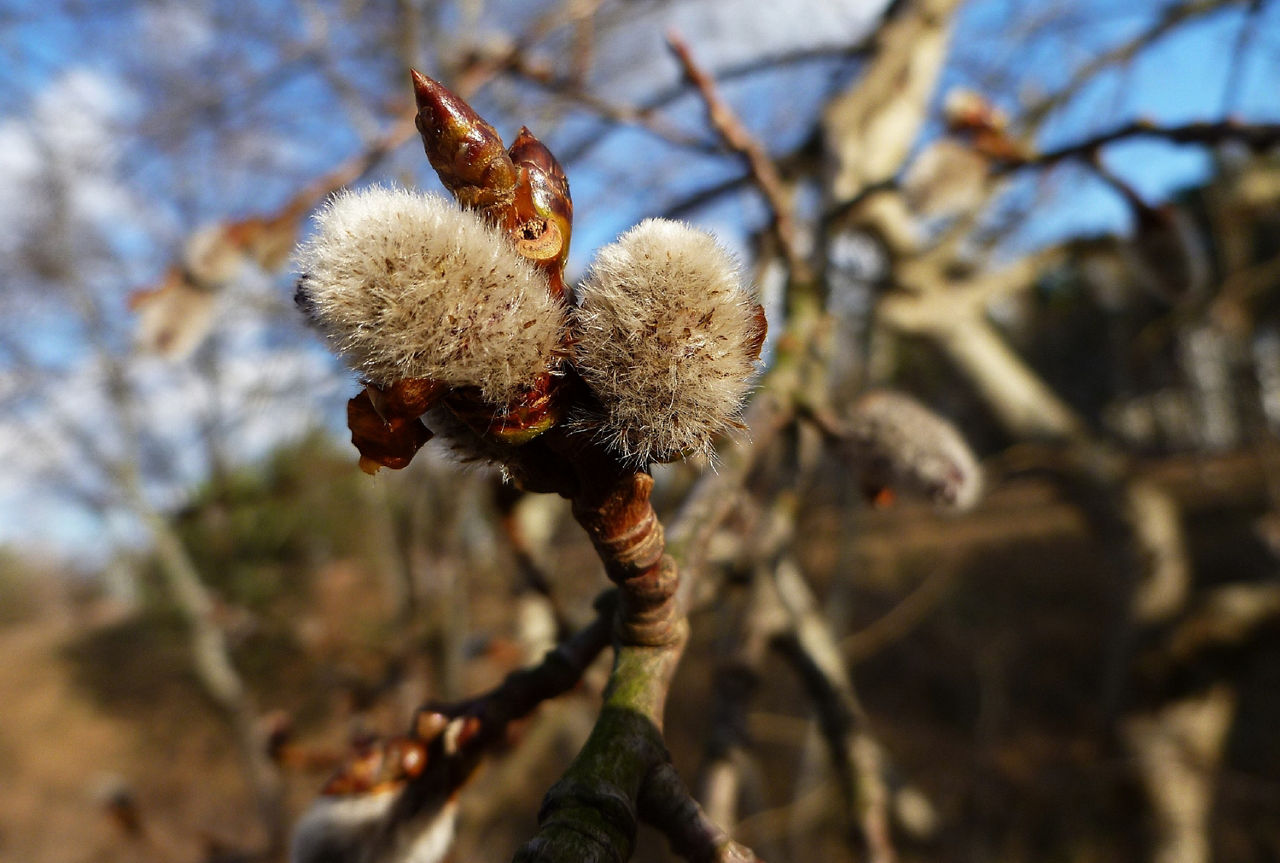 Knospe an einem Baum beginnt zu blühen