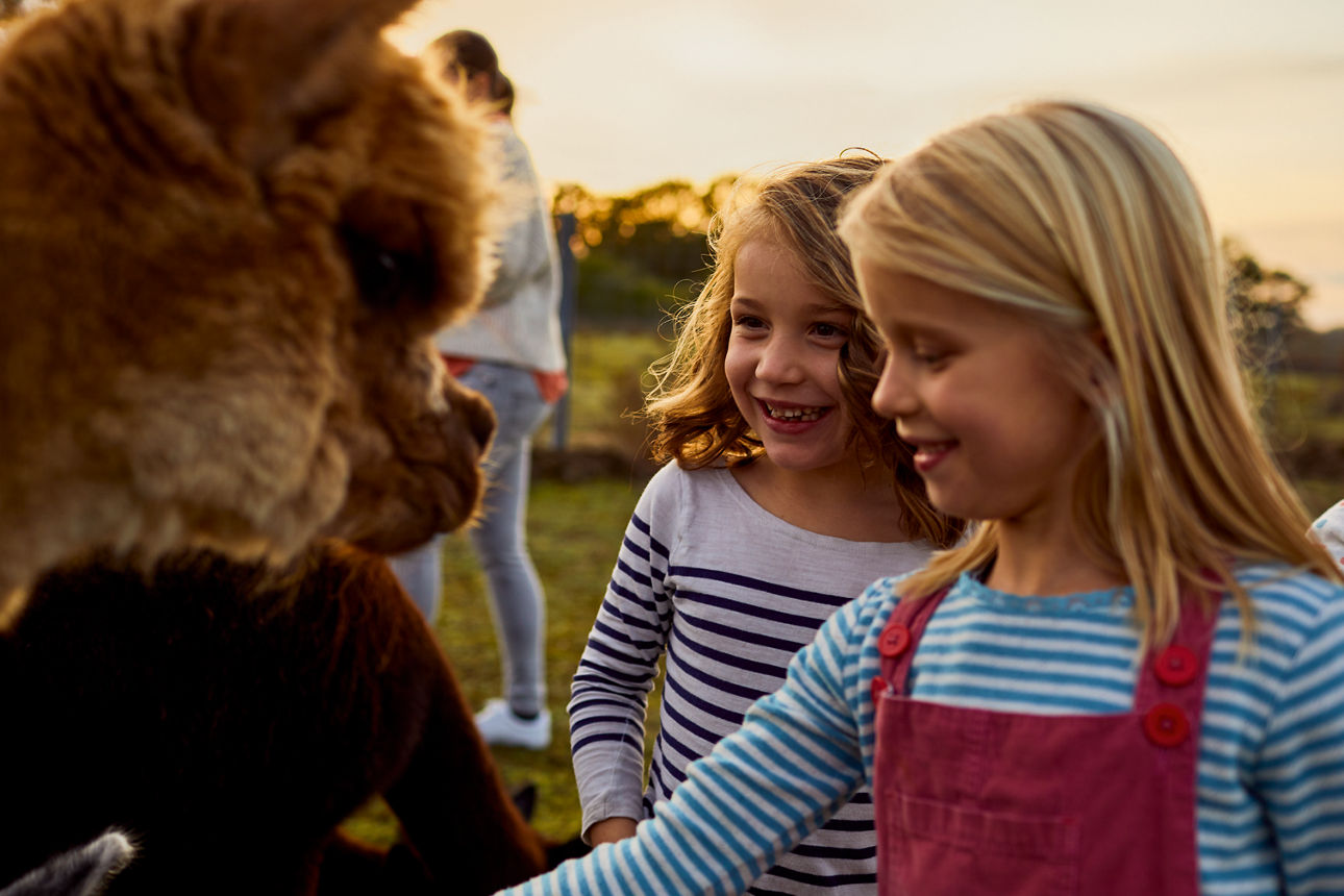 Zwei Mädchen füttern ein Alpaka im Freien