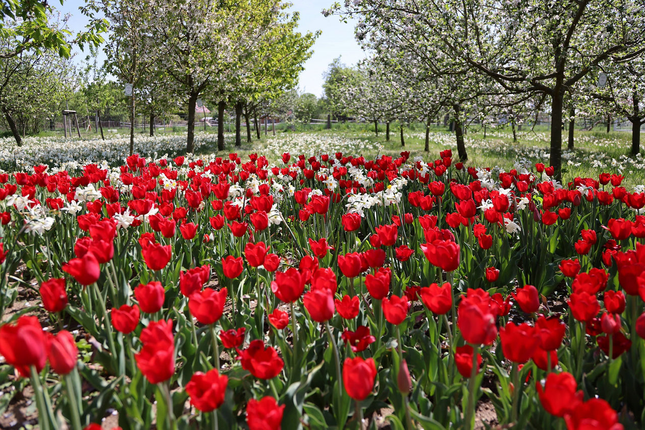 Tulpenfeld