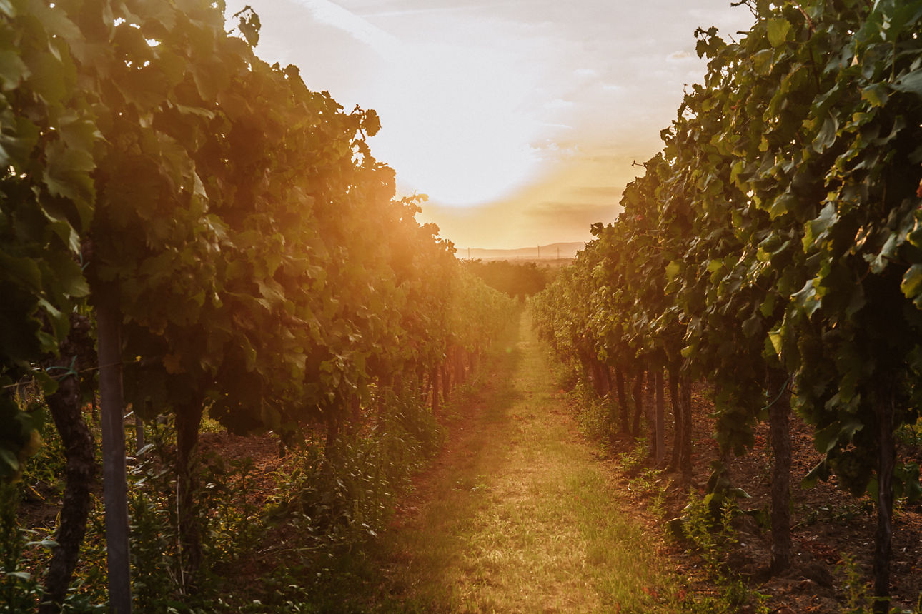 Sonnenlicht, das bei Sonnenuntergang durch Reihen reifer Weinreben in einem Weinberg scheint.
