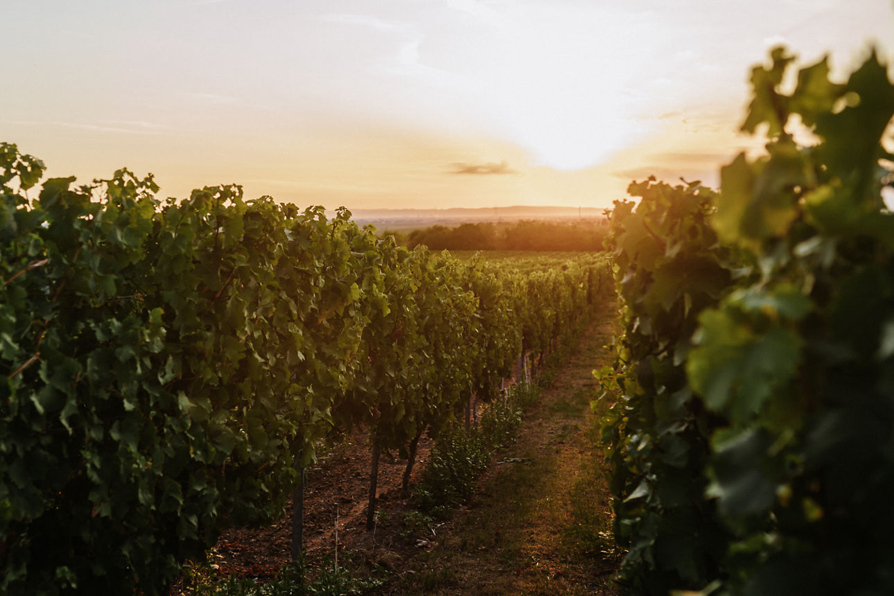 Goldene Stunde über den Weinbergen