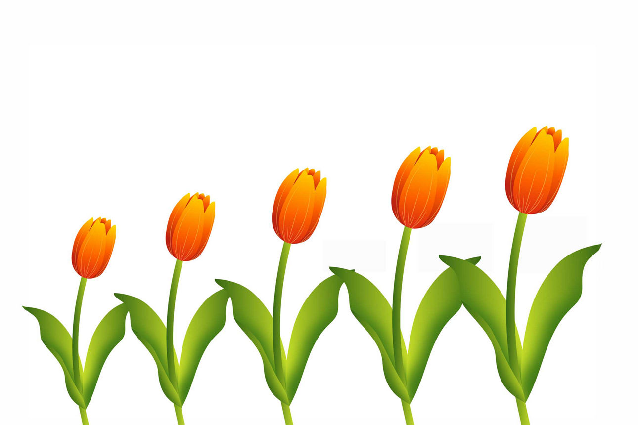 Abbildung von 5 orange-roten Tulpen in unterschiedlichen Größen, von klein zu groß