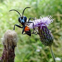 Eine Wespe, die sich auf einer Distelblüte ausruht