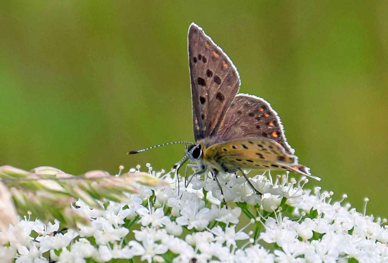 Falter auf Blüten