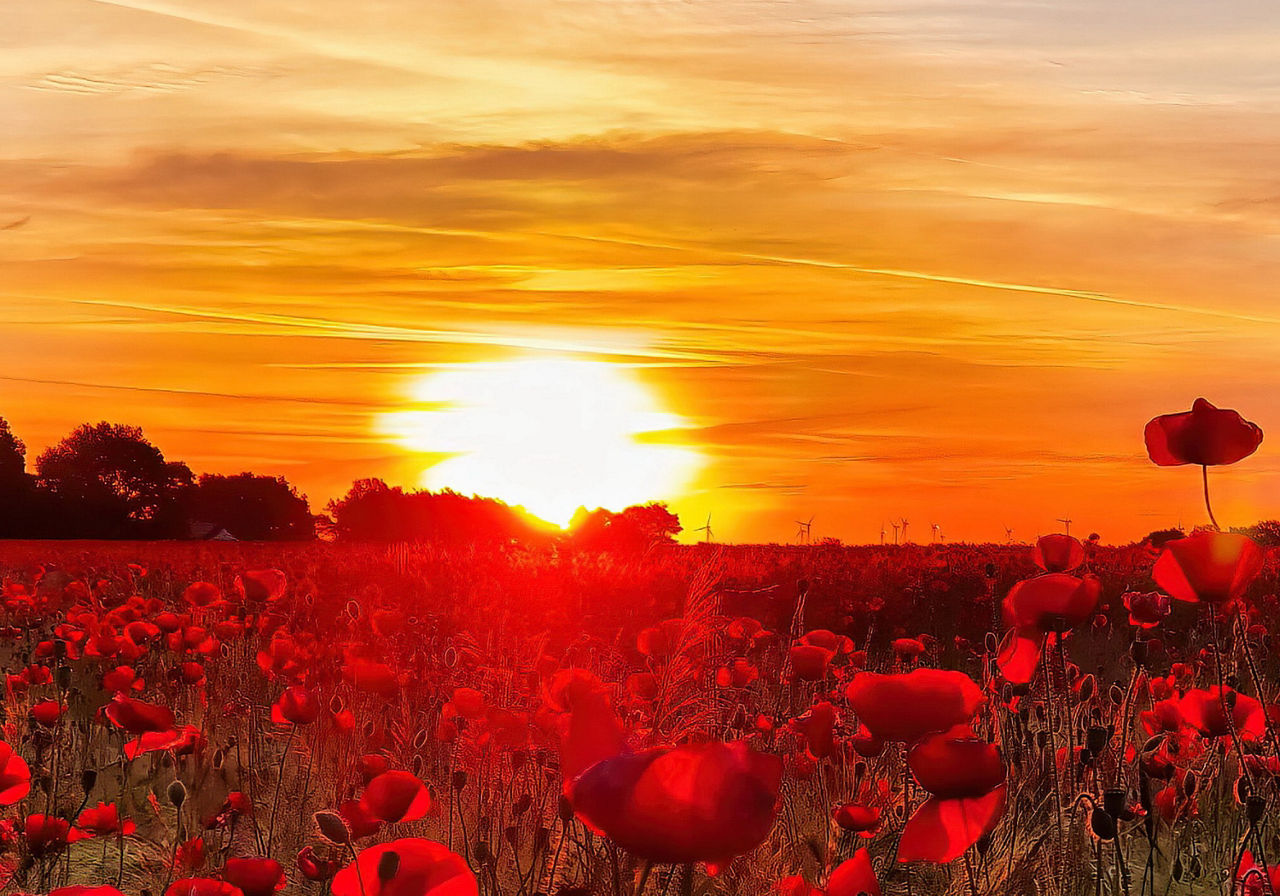 Sonnenuntergang hinterm Mohnfeld