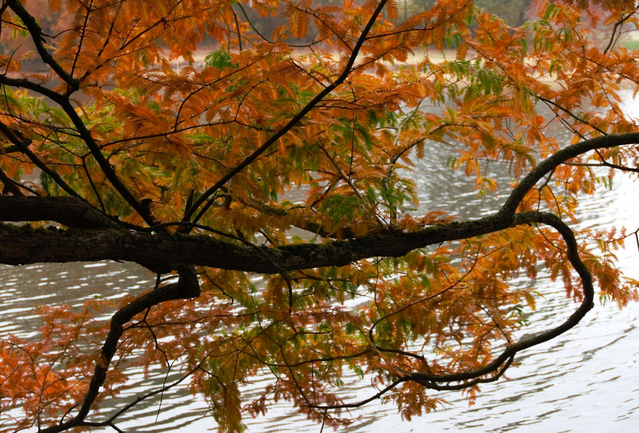 Baum mit sich rot-orange färbenden Blättern