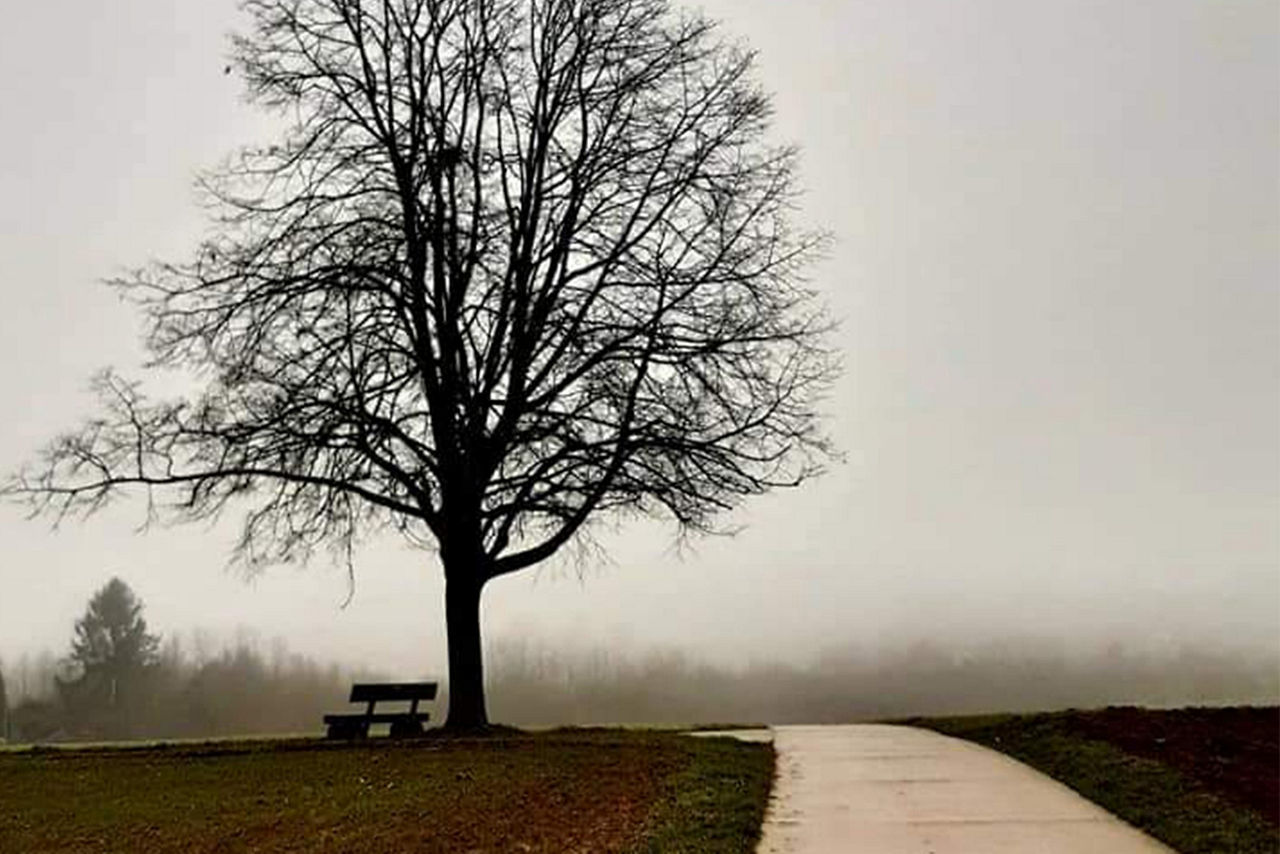Großer kahler Baum neben einer Bank am Wegesrand auf einer Wiese unter grauem Himmel.