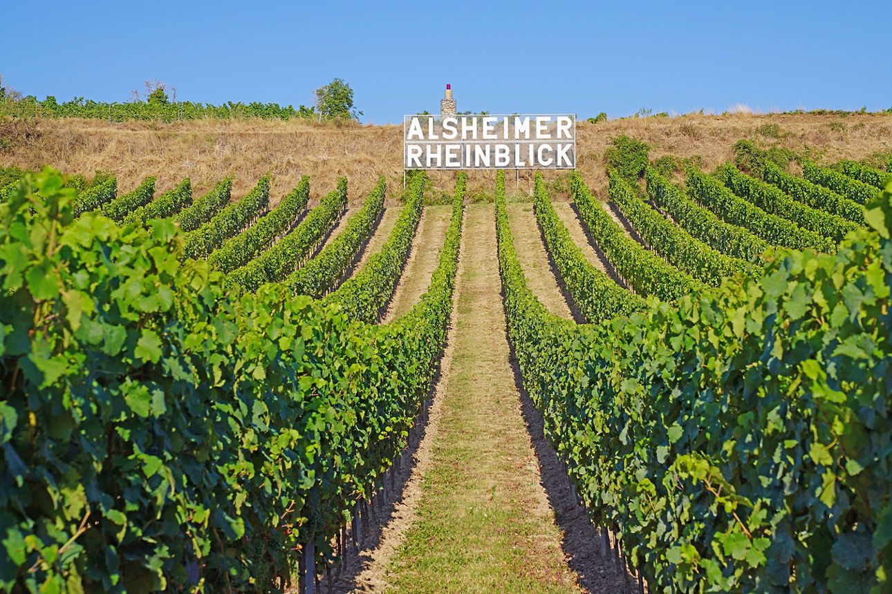 Weinberg „Alsheimer Rheinblick“ in Alsheim