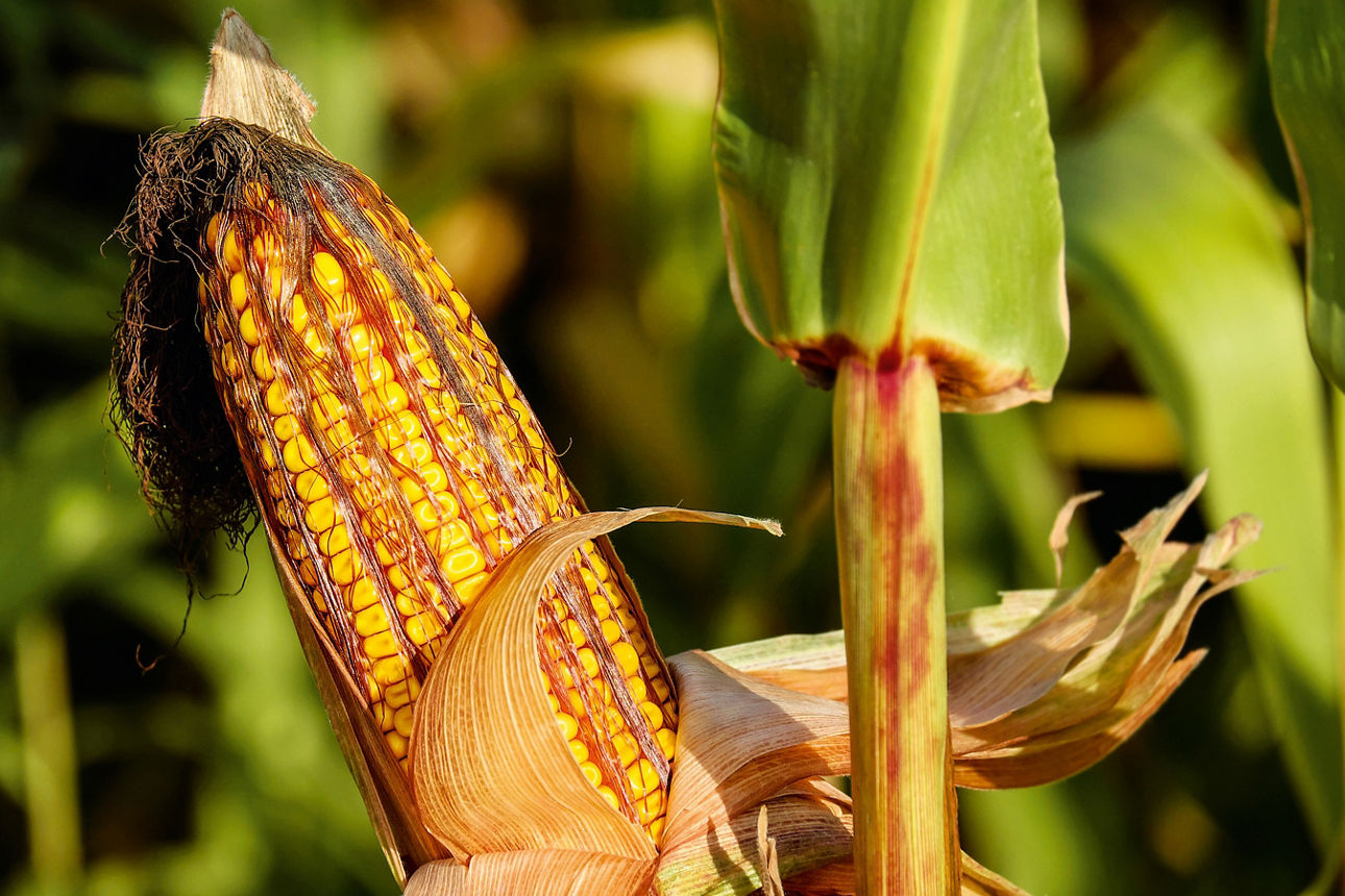 Reifer, goldener Maiskolben mit dunklen Fäden, die vor einem hellen, verschwommenen grünen Feldhintergrund hervorblitzen.