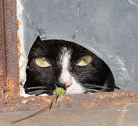 Eine neugierige Katze späht durch ein zerbrochenes Fenster