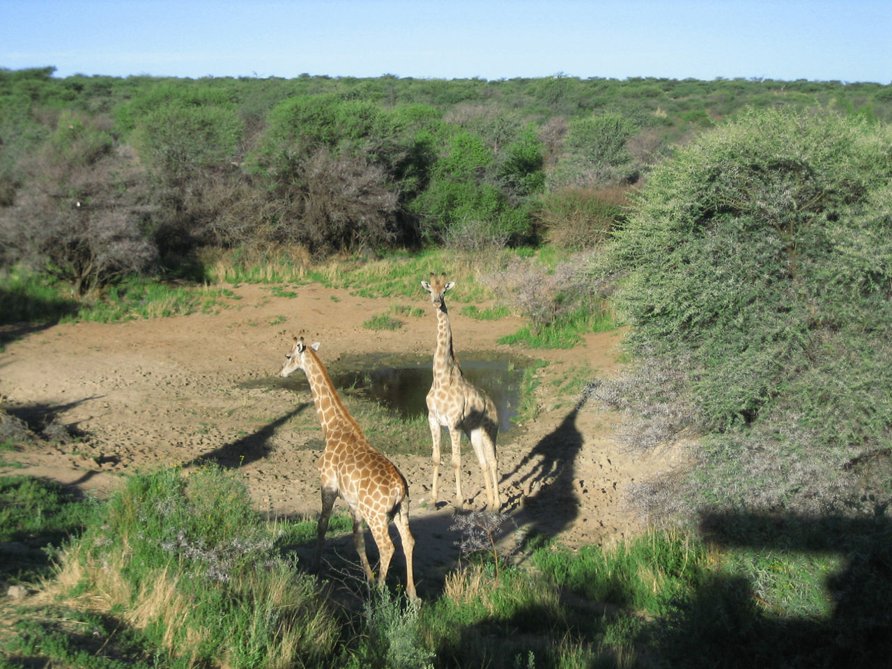 Zwei Giraffen stehen anmutig auf einem grasbewachsenen Feld, ihre langen Hälse ragen in den Himmel