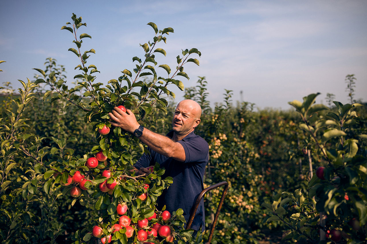 Mann pflückt rote Äpfel vom Baum
