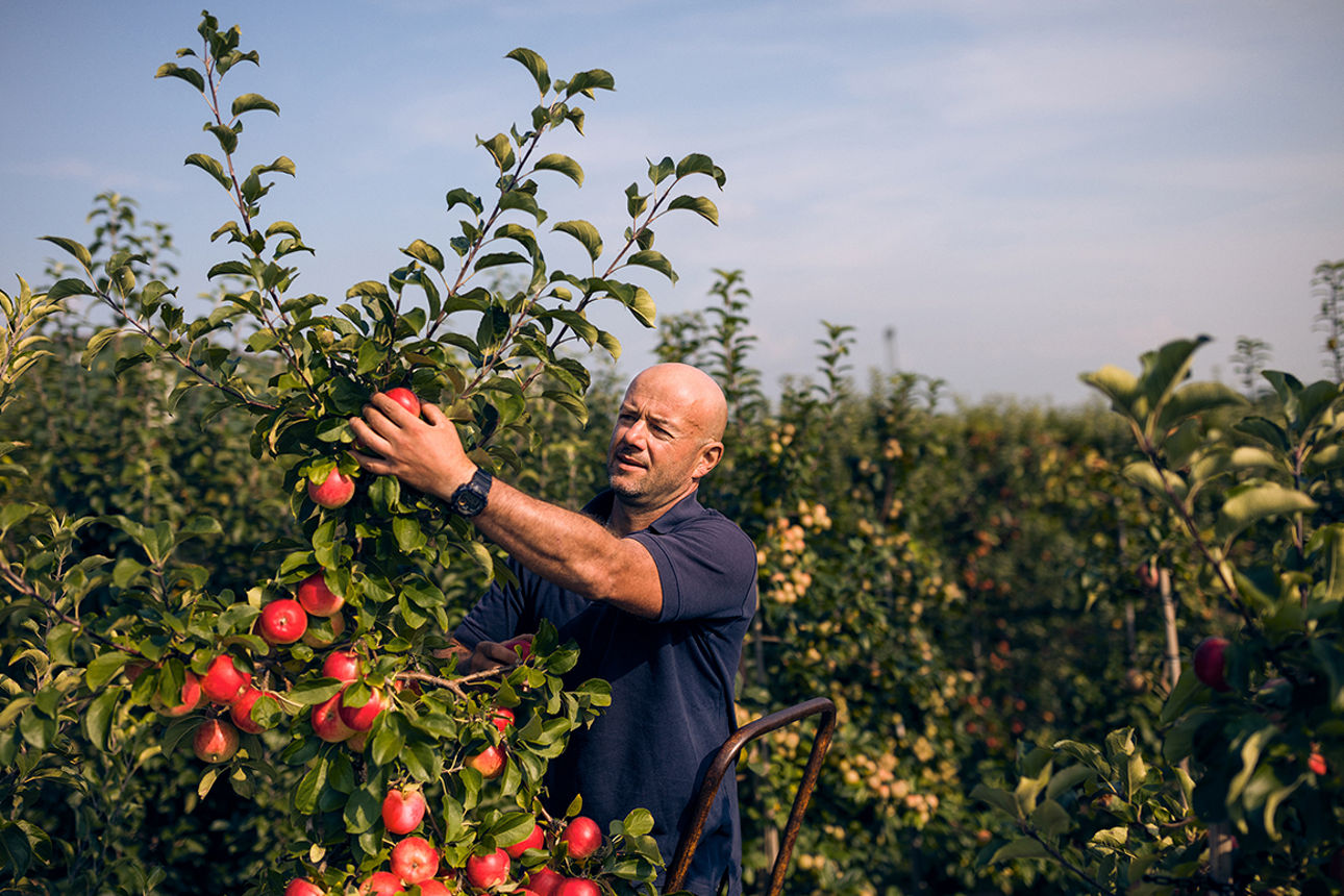 Mann pflückt rote Äpfel vom Baum