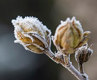 Eine Nahaufnahme einer Pflanze mit Morgenfrost