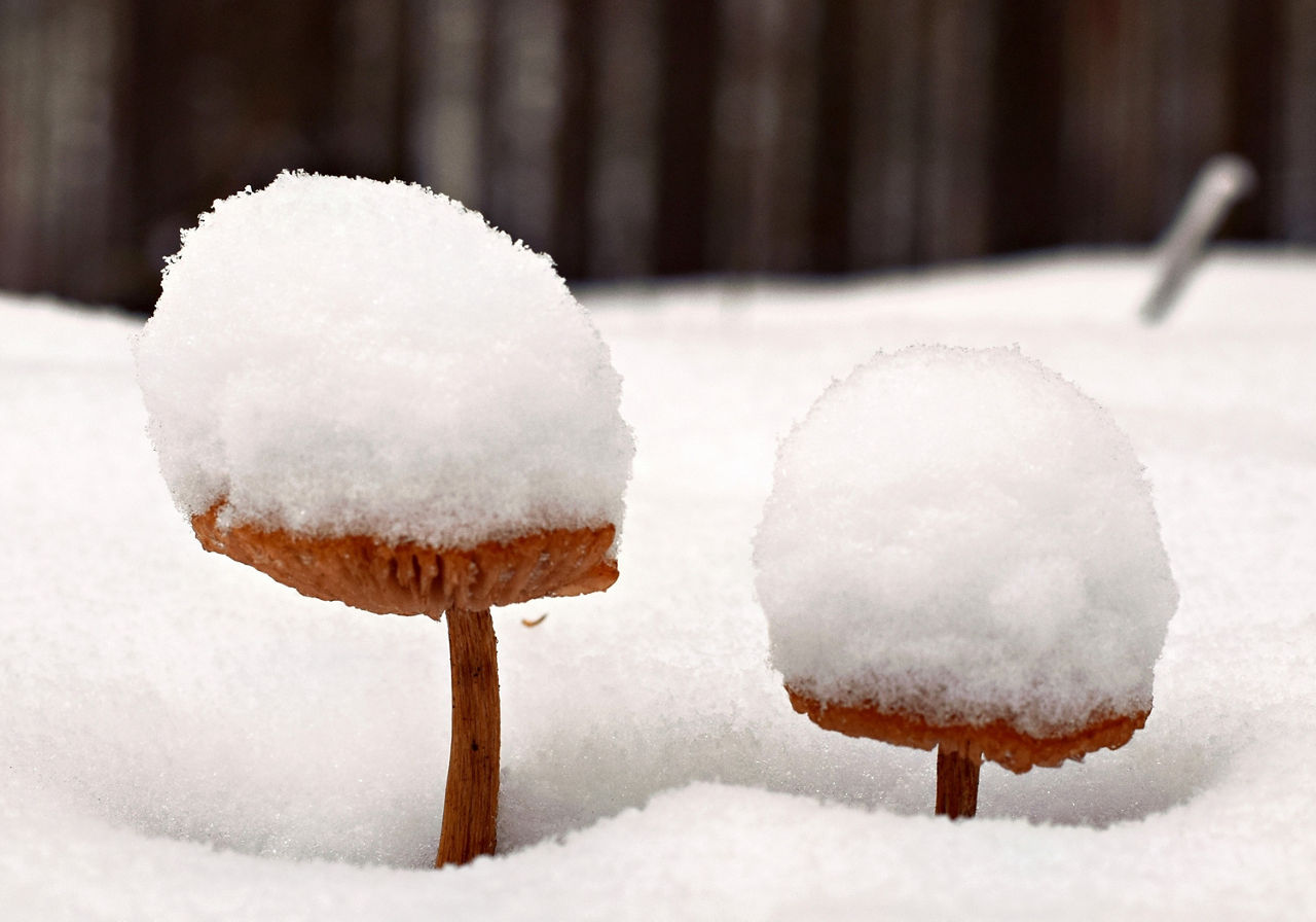 Pilze im Schnee