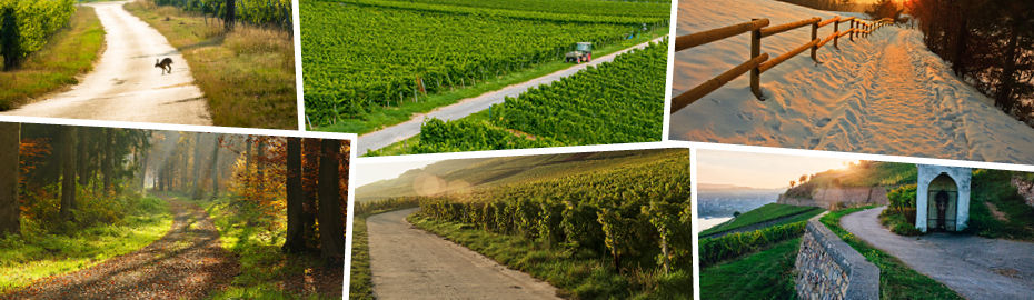 Die verschiedenen Jahreszeiten im Rheingau sind auf mehreren Bildern zu sehen - üppige grüne Weinberge in Sonne und Schnee