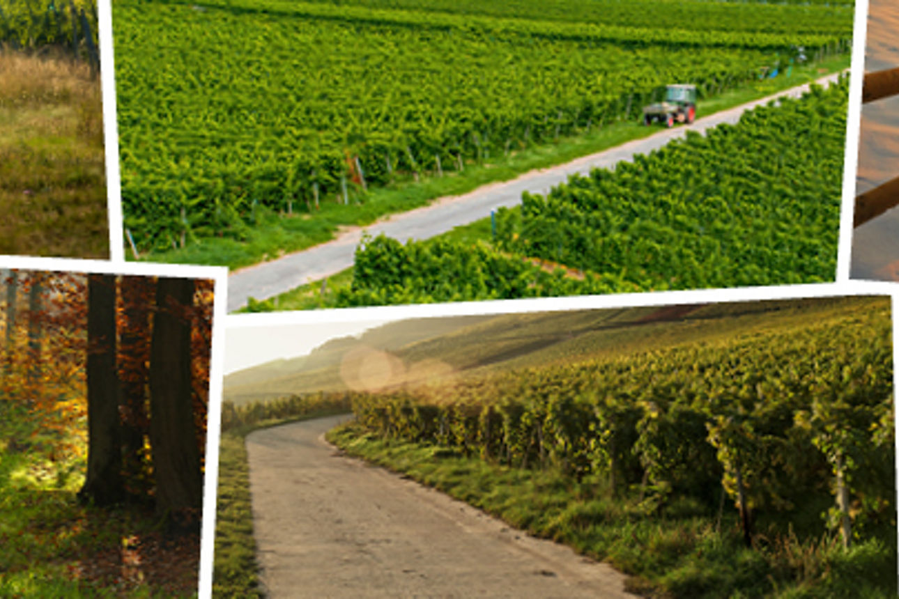 Die verschiedenen Jahreszeiten im Rheingau sind auf mehreren Bildern zu sehen - üppige grüne Weinberge in Sonne und Schnee