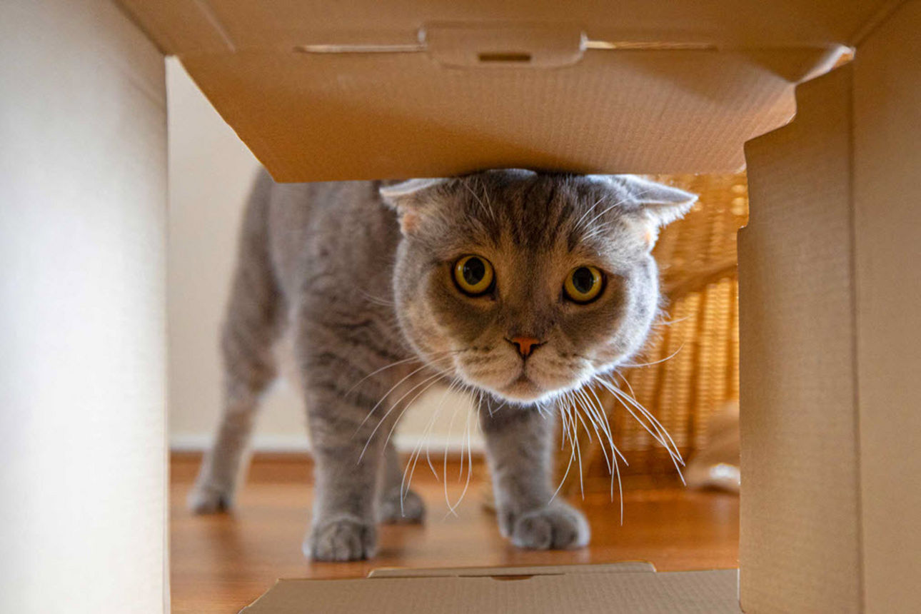 Eine British Short Hair Katze schaut durch einen Karton