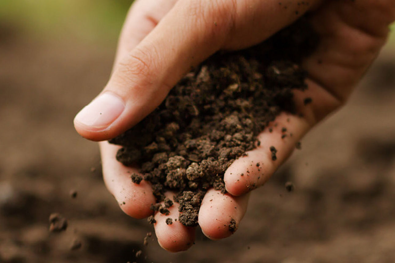 Eine Hand hält Erde und lässt diese langsam raus rieseln. Darunter befindet sich eine Wiese mit Erde.