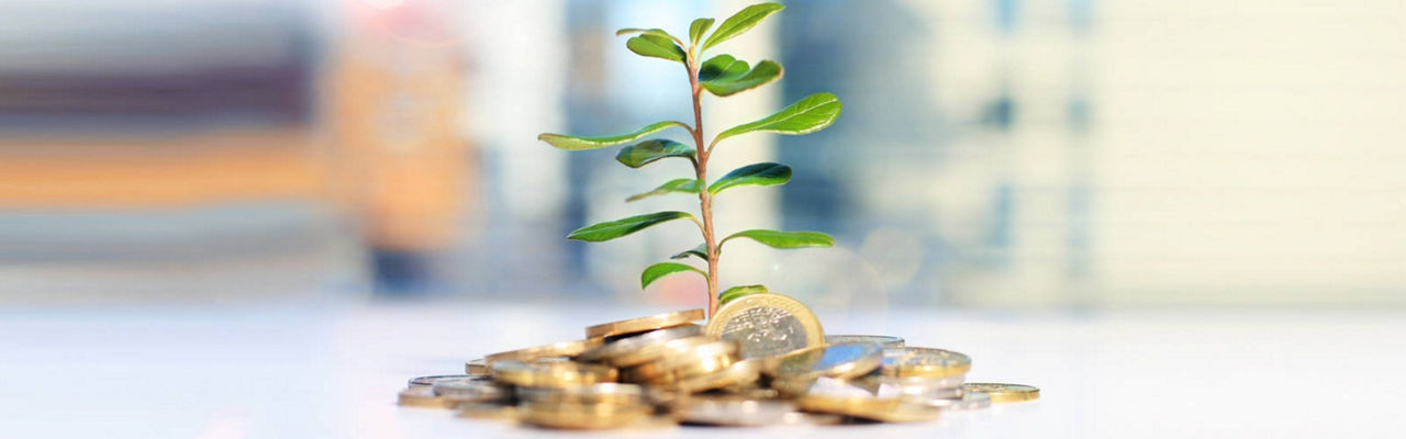 Baum der zwischen Euro Münzen wächst