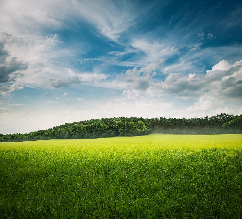  Wunderschöne grüne Graslandschaft mit Bäumen und blauem Himmel