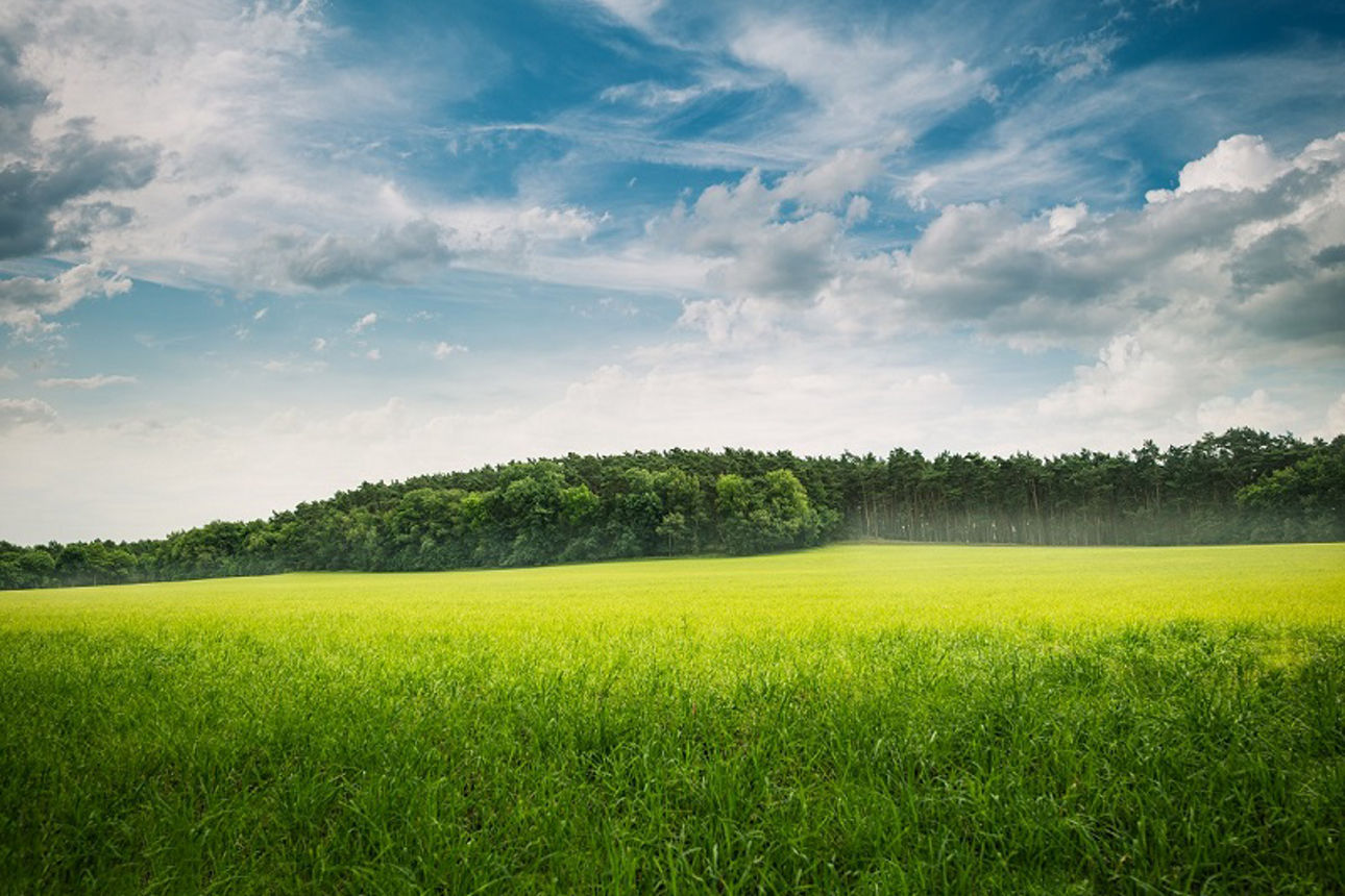  Wunderschöne grüne Graslandschaft mit Bäumen und blauem Himmel