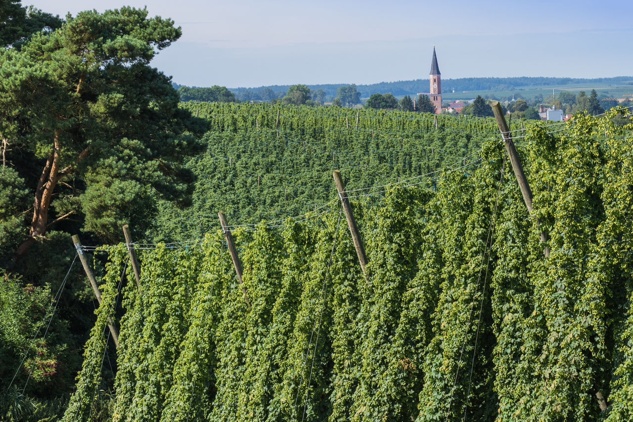 Blick über einen Hopfengarten mit Kirche im Hintergrund
