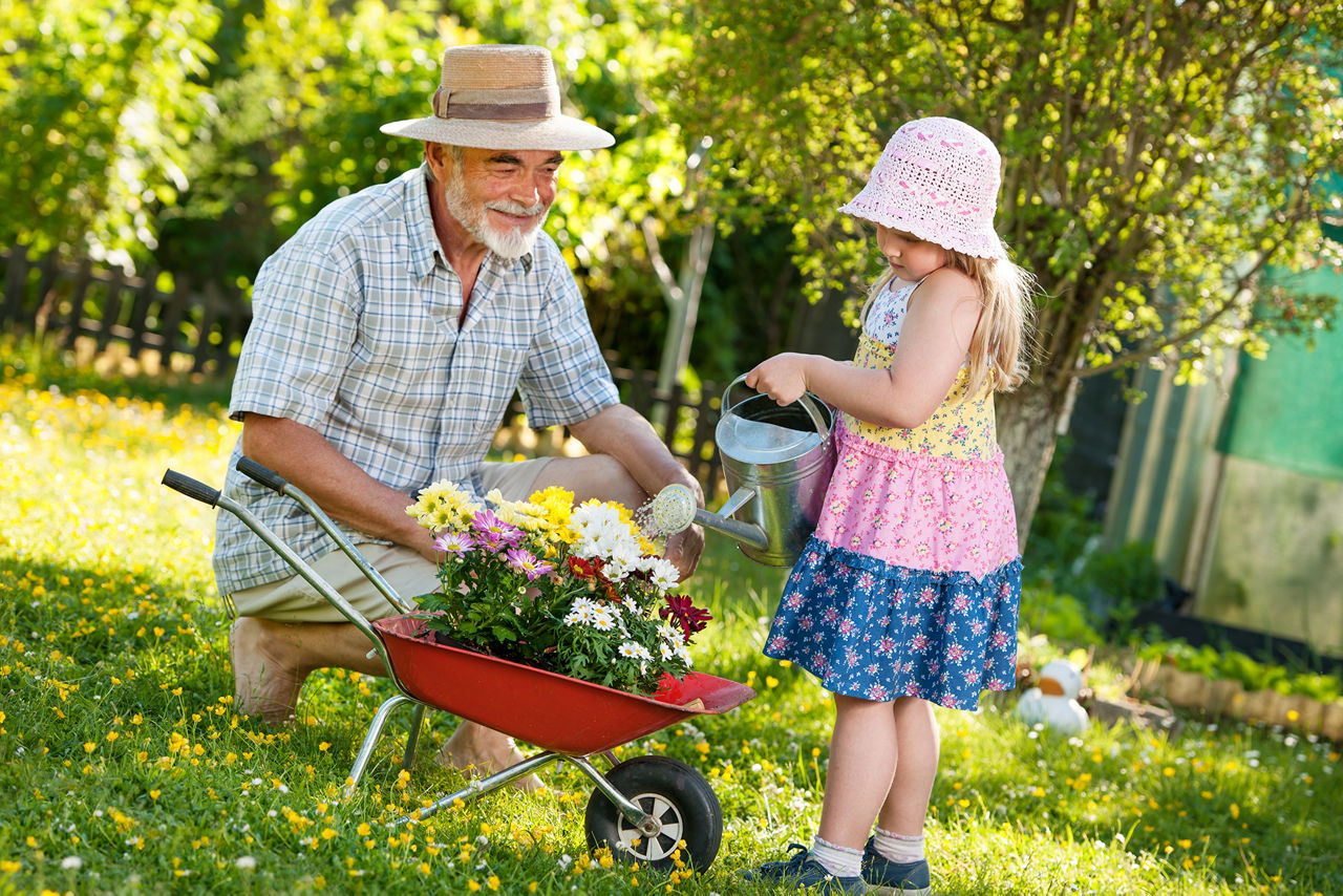 Großvater und Enkeltochter pflücken Blumen im Garten, wärhend das Mädchen die Blumen die sich im Schubkarren befinden gießt