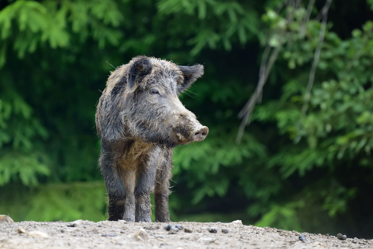 Wildschwein steht vor einem Waldgebiet