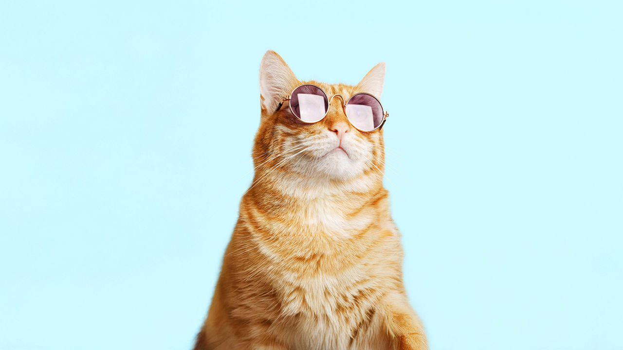 Nahaufnahme-Porträt einer lustigen roten Katze, die eine Sonnenbrille trägt.