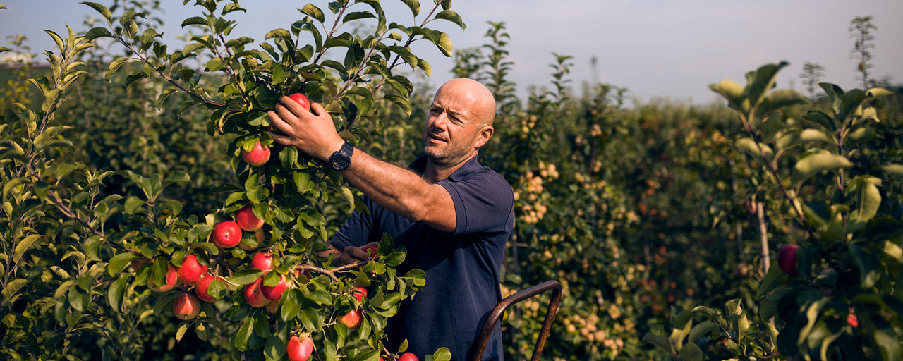 Mann pflückt rote Äpfel vom Baum