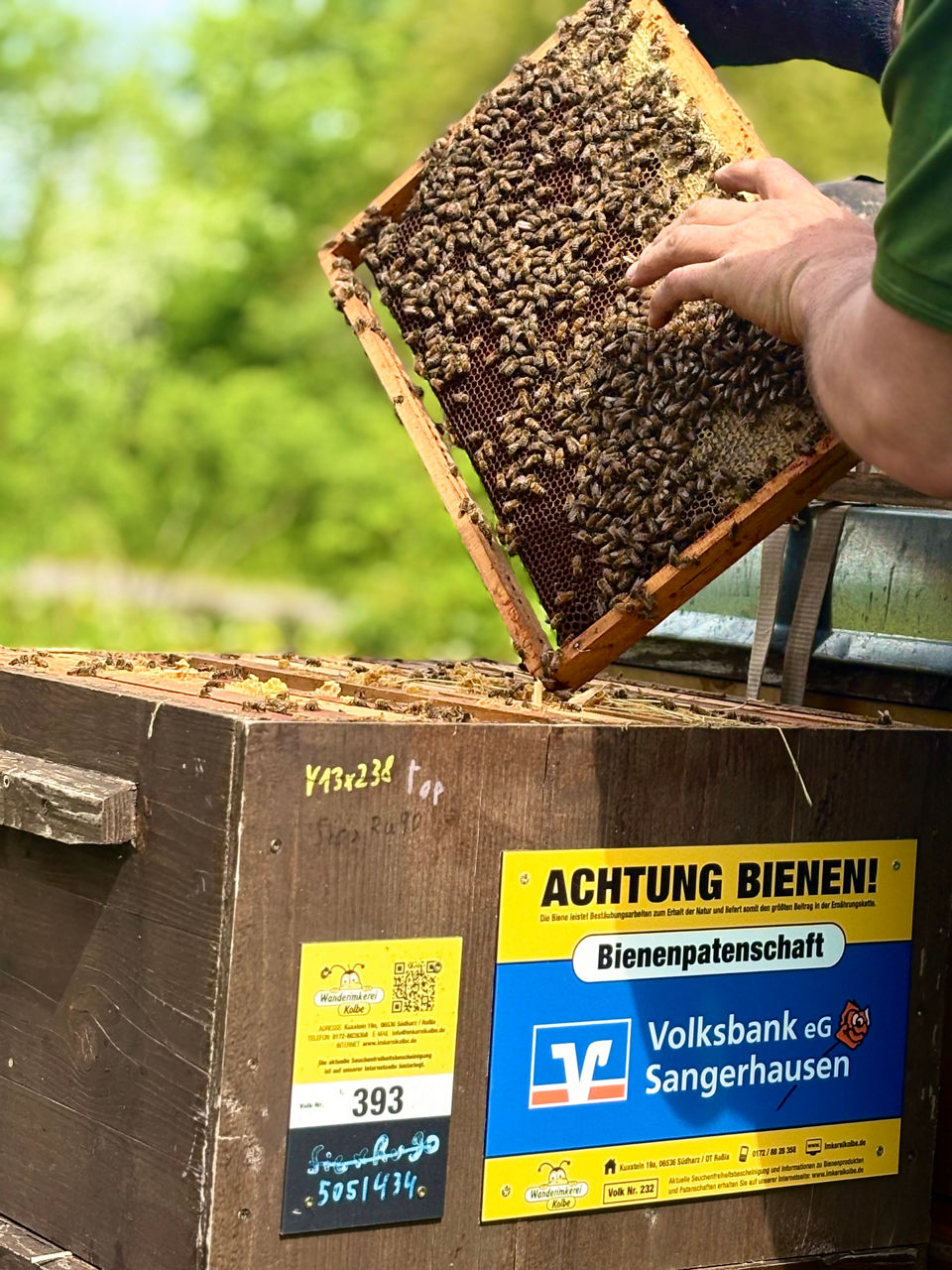 Bienenstock