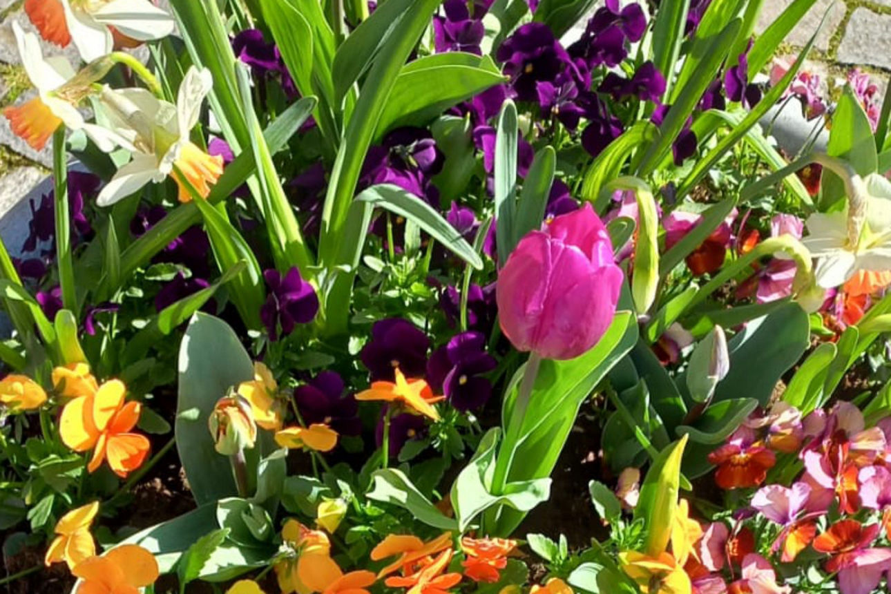 Motiv eines Blumenstrauß mit gelben Blumen, pinken Tulpen usw.