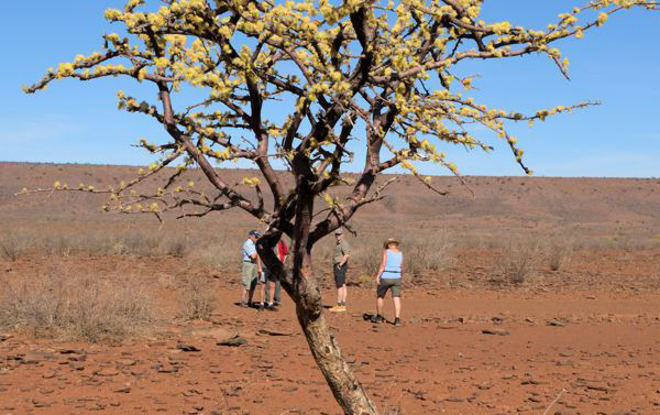 Baum in Namibia