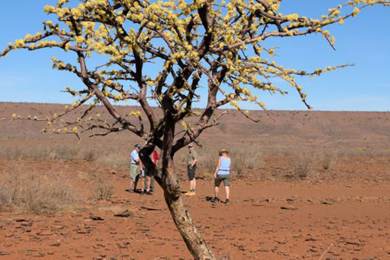 Baum in Namibia