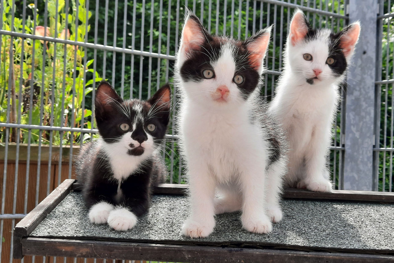 Mitglieder des TuS Mockau Leipziger 1912 e.V.