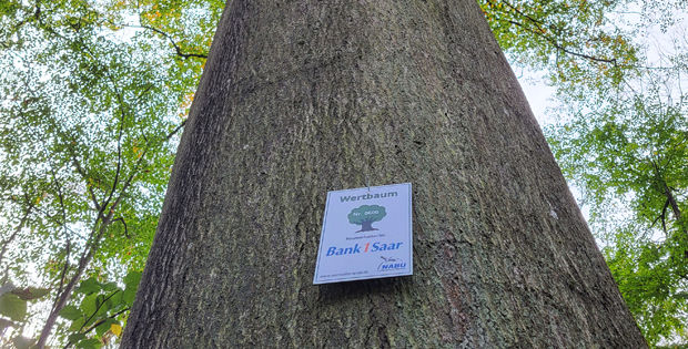 Baum mit Wertplakette