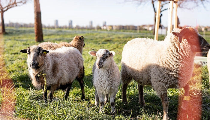 Schafe auf der Streuobstwiese Oppau