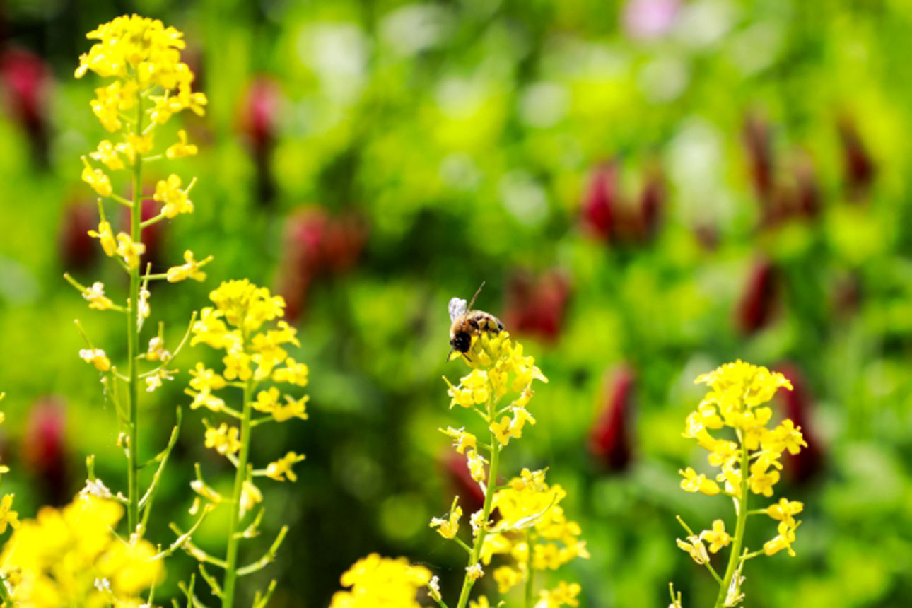  2024 05 20 Blühstreifen Werpeloh zum Jubiläum_Website_Folgeseite unten-Bild 6-600x400.jpg