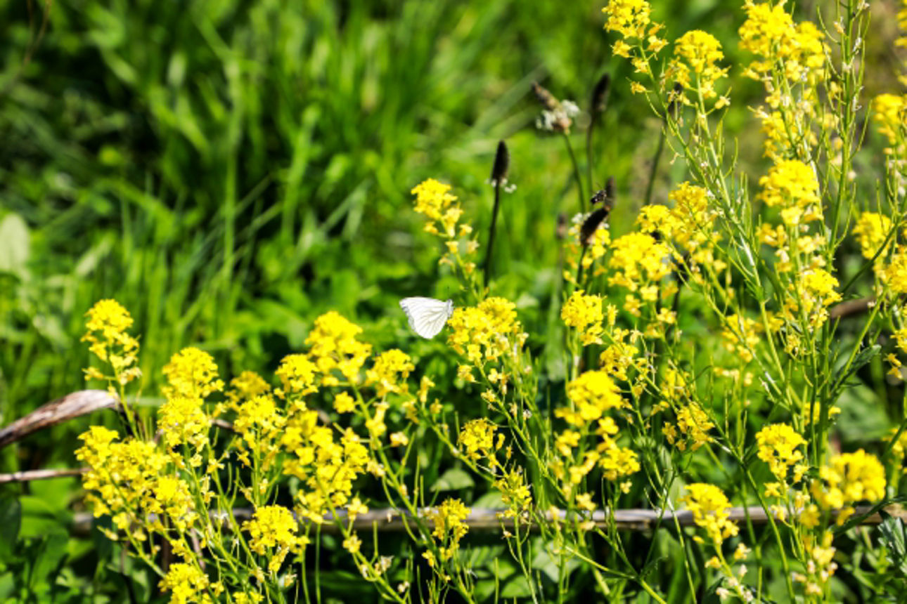  2024 05 20 Blühstreifen Werpeloh zum Jubiläum_Website_Folgeseite unten-Bild 7-600x400.jpg